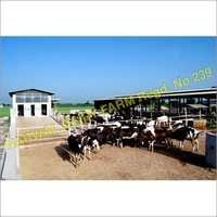 सफेद और काली एचएफ पशुधन गाय