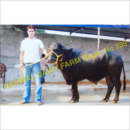 Indian Black Murrah Bull