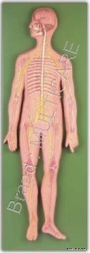 Nervous System - Advanced PVC, Flesh Tone, 33 Nerves | Detailed Anatomy, Board Mounted Educational Model