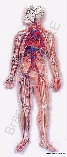 Circulatory System - Advanced PVC, Life-Size, Beige | 81 Positions, Detailed Anatomy, Board Mounted Educational Tool