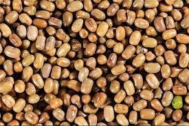 MATKI - Brown, Kidney-Shaped, Variable Size | High Protein, Nutrient-Rich, Sustainable, Easy to Grow
