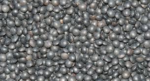 BLACK LENTILS
