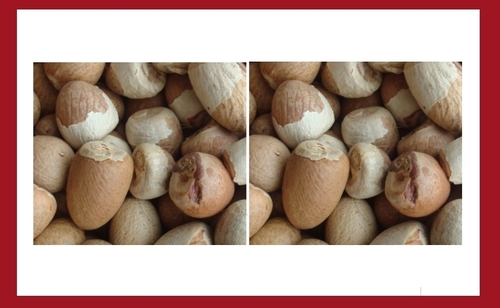 Lindi Betel Nuts