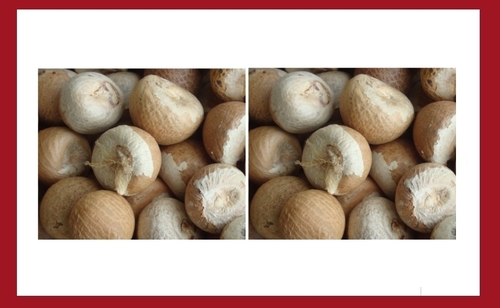 Moti Betel Nuts
