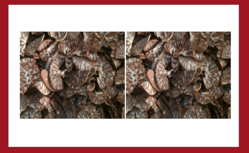 Moon Cut Betel Nuts