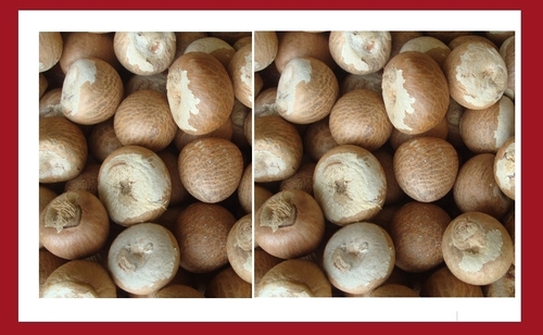 Whole Areca Nuts