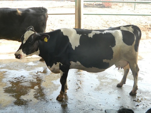 Holstein Friesian cattle