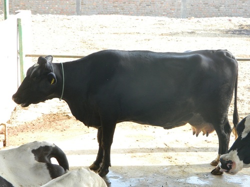Pregnant Holstein Heifers