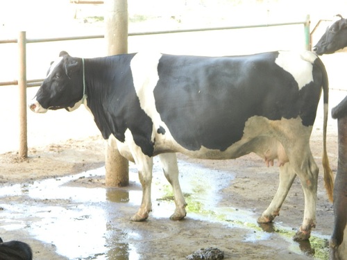 HF Cow Supplier - Holstein Friesian, 1,400-1,600 lbs, 48-52 inches Height | High Milk Yield, Disease Resistant, Gentle Temperament, Efficient Feed Conversion, Healthy Calves