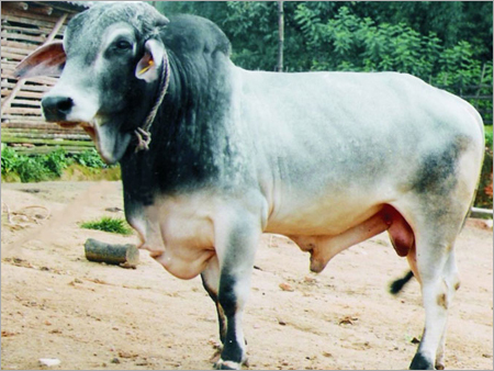 Indian Tharparkar Bull