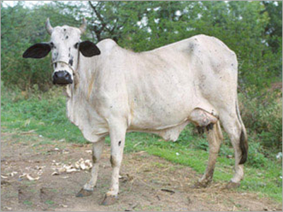Tharparkar Cows