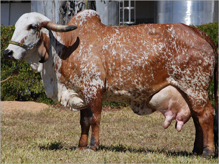 GIR Cow