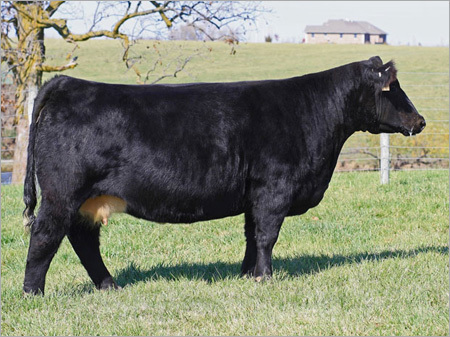 Black Hiffer Cow