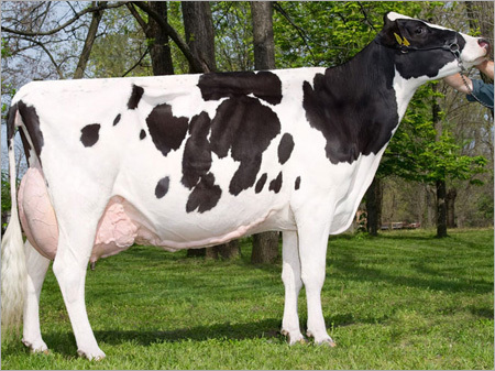 Heavy Hf Cow