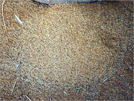 Puffed Rice Paddy