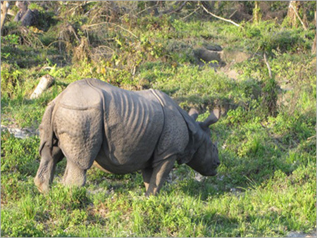 Kathmandu Pokhara Chitwan Tour