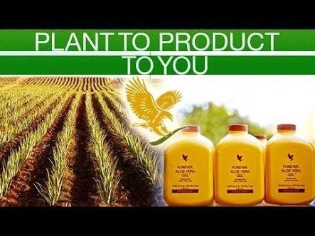FOREVER ALOE GEL