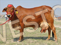 Sahiwal Livestock Cow