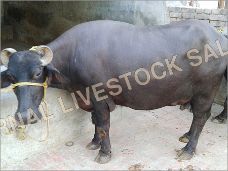 Black Murrah Buffalo