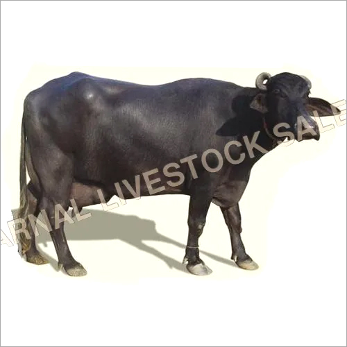 Murrah Buffalo Livestock - 500-700 kg, 1.3-1.5 m Height, Black Color | High Milk Yield, Climate Adaptable, Prolonged Lactation Cycle, Disease Resistant