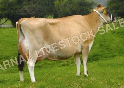 Jersey cattle