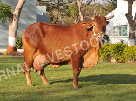 Indian Sahiwal Cow