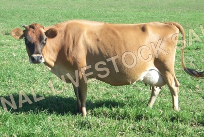 Jersey Crossbred Cows