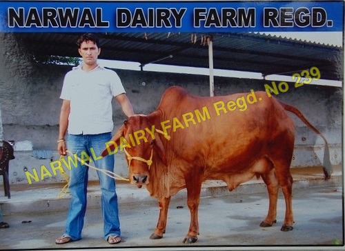 Brown Sahiwal Cow