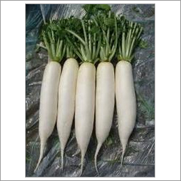 Fresh Vegetables