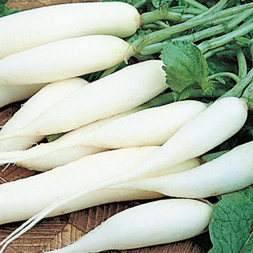 Fresh Radish