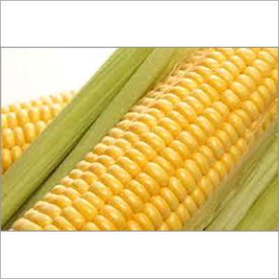 Sweet Corn