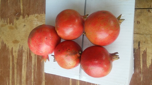 Export Quality Pomegranate