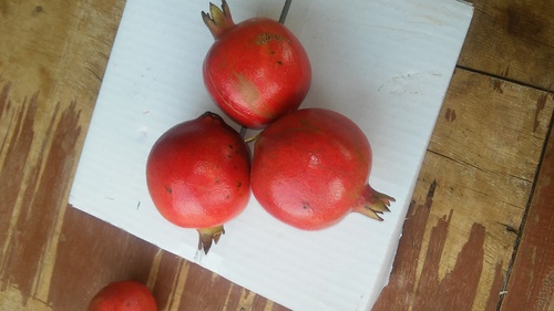 Pomegranates
