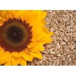 Sunflower Seeds