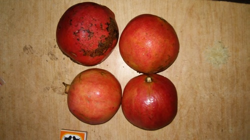 Pomegranate