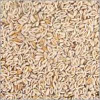 Organic Isabgol