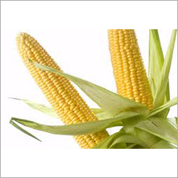 Yellow Corn