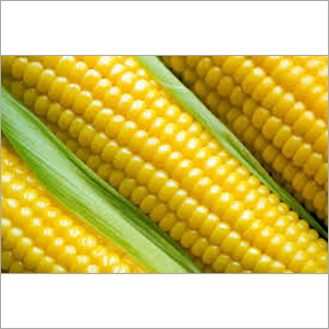 Organic Corn