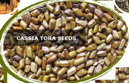 Cassia Tora Seed