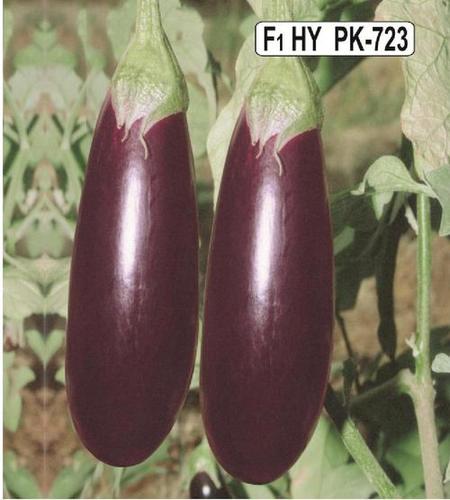 Brown Brinjal(Pk-723) Seeds