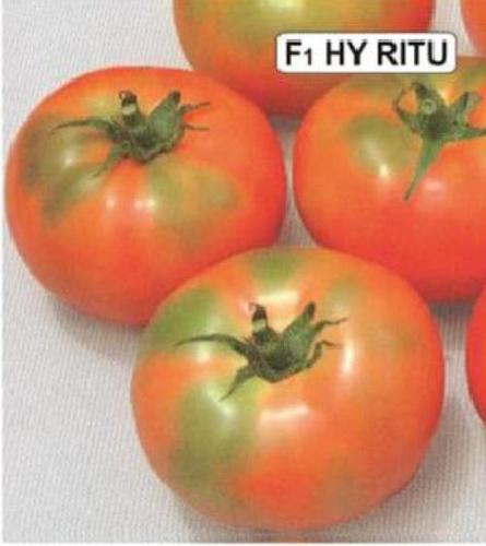 Red Tomato Seeds