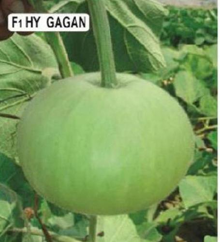 Bottle Gourd Seeds - 55-55 Days First Picking, Light Green Color, Disease Tolerant, 600-700 g Fruit Weight, 98% Purity