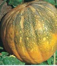 Pumpkin Seeds - Samrat First Picking, Oval Shape 7-8 Kg, Dark Green & Yellow Fruit, 98% Purity Hybrid Vegetable Seeds
