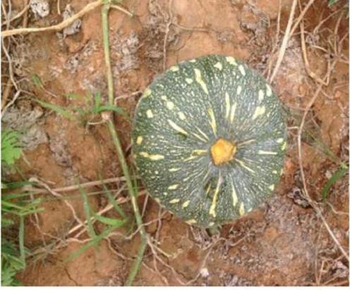 Pumpkin Seeds - MAHIMA First Picking 55 Days Yield, Dark Green & Yellow Round Shape Fruit, 3-4 Kg Weight, 98% Purity, 100 Grams