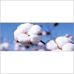 Lab Testing For Cotton
