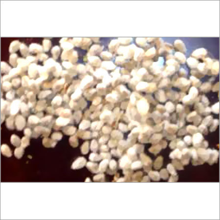 Cotton Seed