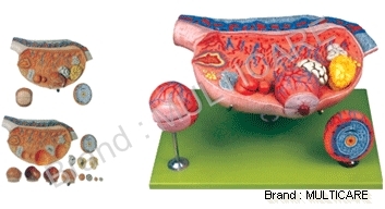 Ovary Model
