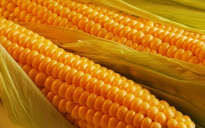 Maize