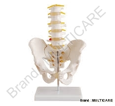 Pelvis with 5 Piece Lumbar Vertebrae - PVC Material, Life Size 30cm, Off-White | Detailed Anatomy, Durable, Easy Assembly, Educational Tool