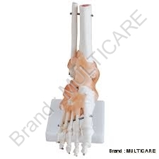 Foot Joint with Ligaments Life Size